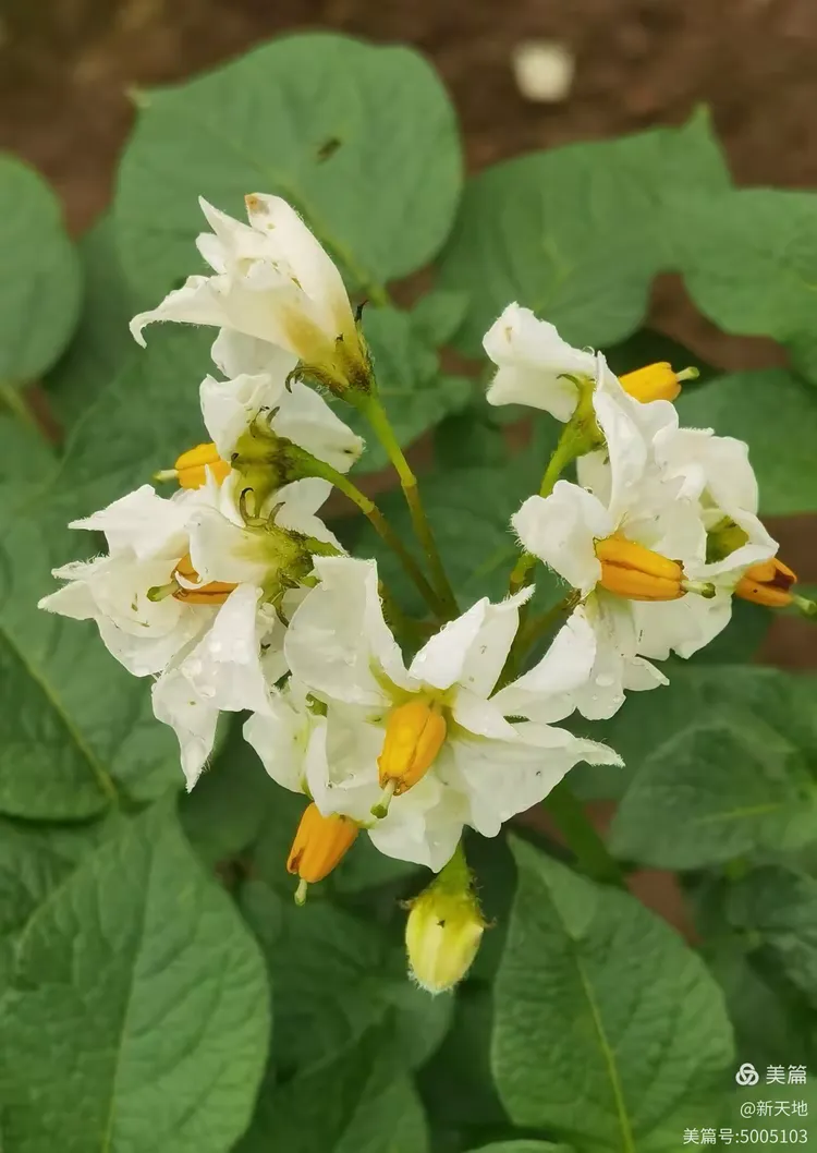 植物观赏 马铃薯果实